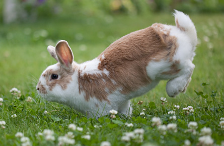 Neutering your rabbit