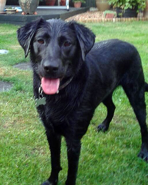 Mollie the Labrador