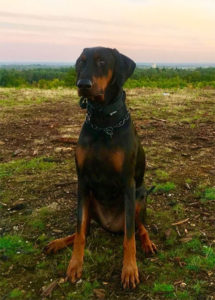 hugo-dog-moor-cottage-vets