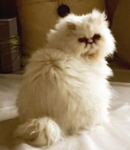 minnie the cat