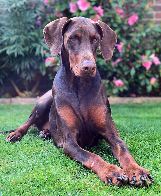 Nugget with bracknell vets