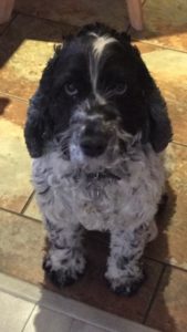 bracknell vets dog purdi