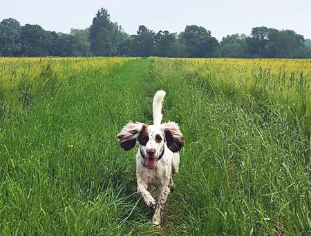 Protect your pets from grass seeds this summer.