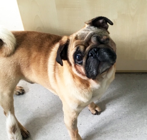 nacho-dog-bracknell-vets