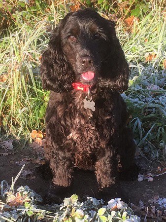 luna-bracknell-vets