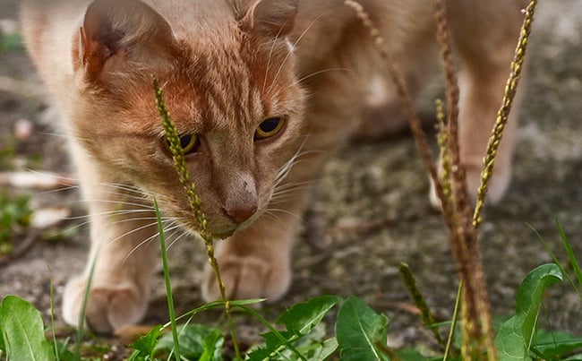 bracknell-vets-cat-warning-antifreeze