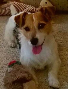 healthy-nell-bracknell-vets
