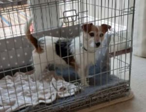 dog-ill-nell-moor-cottage