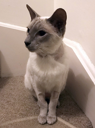 ash-cat-moor-cottage-vets