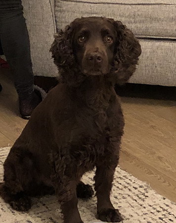 max-dog-moor-cottage-vets