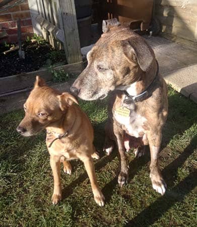 doggie-dog-moor-cottagevets-mcvh