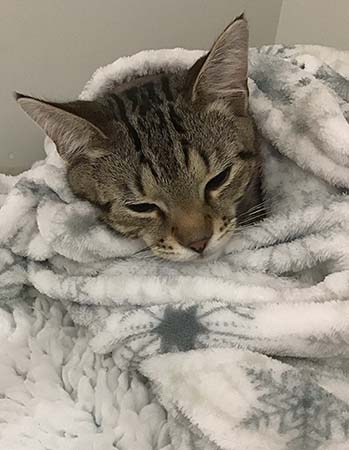 poppy-cat-moor-cottage-vets