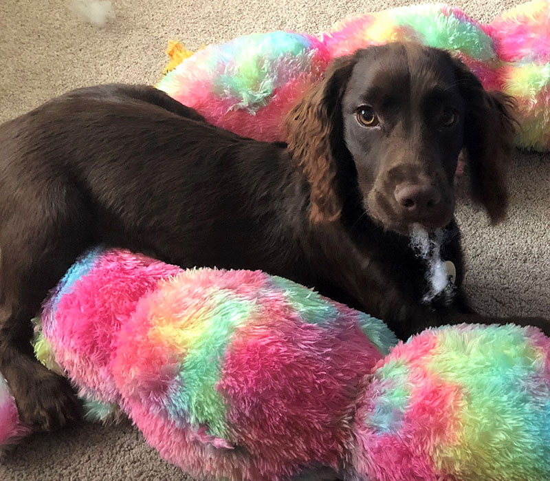 Olli the Dog
