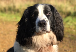 braacknell vets-hector-dog
