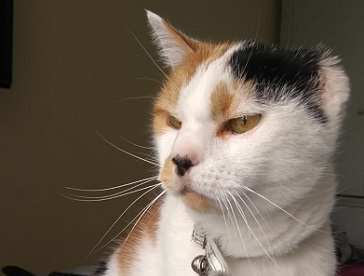 georgie, moor cottage vets