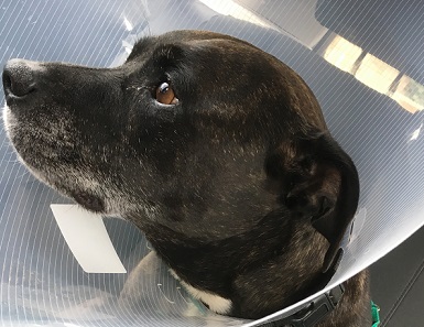 lenny the dog moor cottage vets
