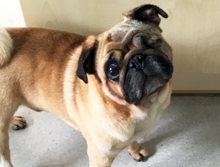 dog-nacho-bracknell-vets