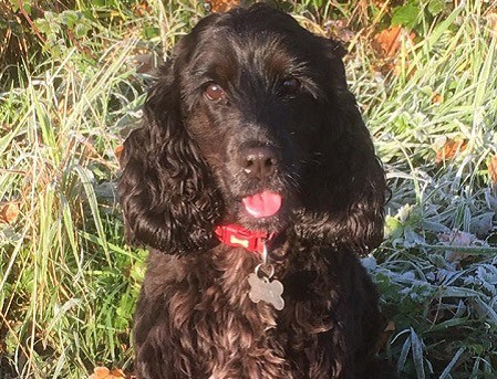 luna-dog-moor-cottage-vets