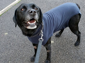 max-dog-moor-cottage-bracknell