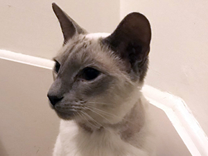 cat-ash-bracknell-vets