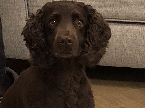 max-d0g-bracknell-vets