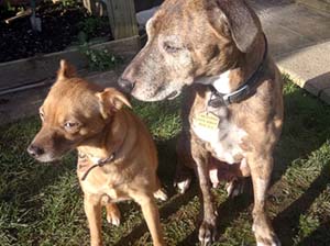 doogie-moor-cotage-vets