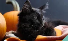 Halloween awareness