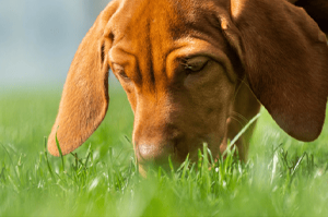pet-allergies-moor-cottage-vets