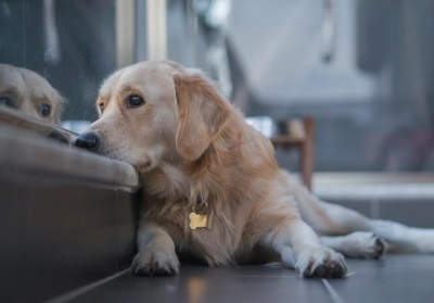 How stress and anxiety can affect your pet's health 