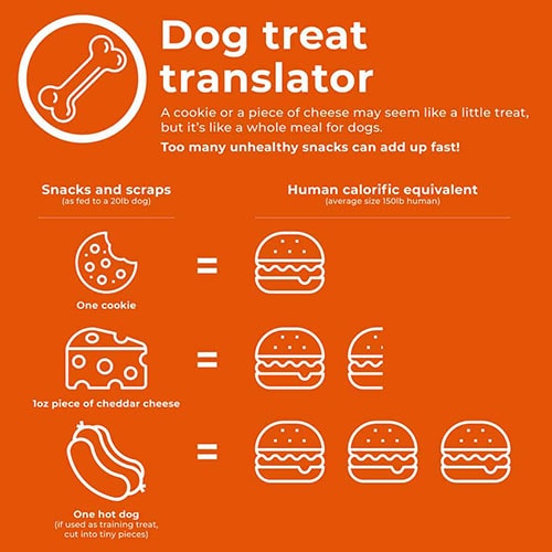 take the weight off infographics dog