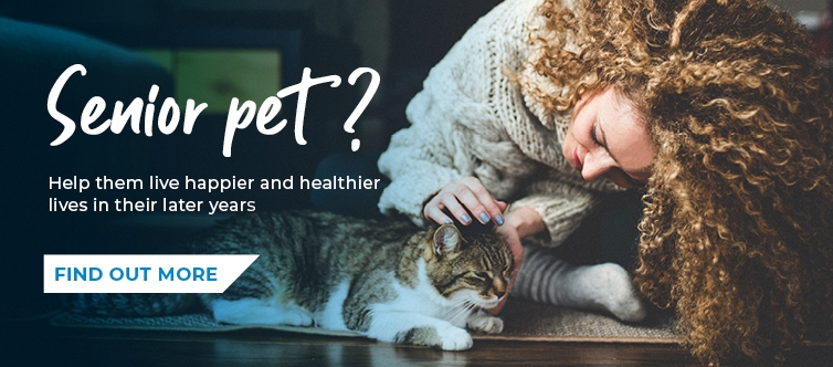 Senior pet? Help them live happier and healthier lives in their later years