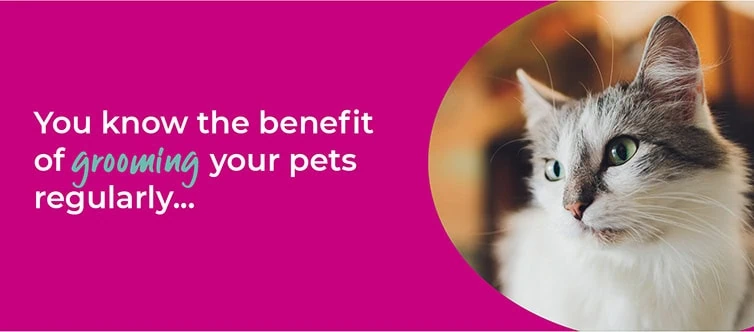 Dog dental treatment | Cat dental treatment | Rabbit dental treatment