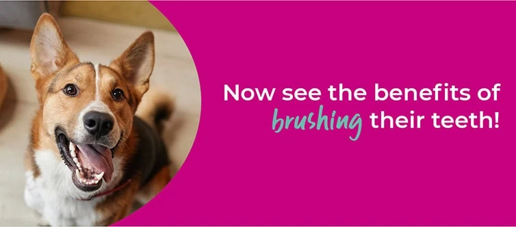 Dog dental treatment | Cat dental treatment | Rabbit dental treatment
