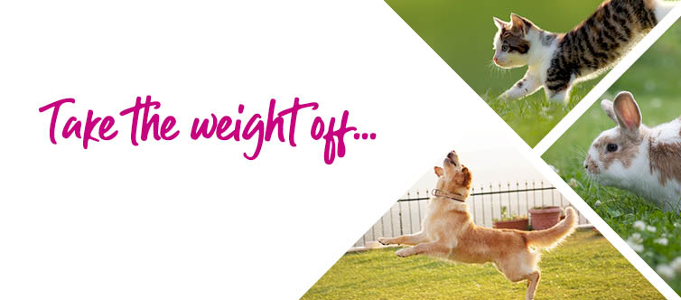 Weight management for your Dog