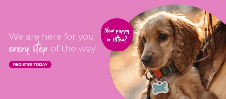 Pet Insurance