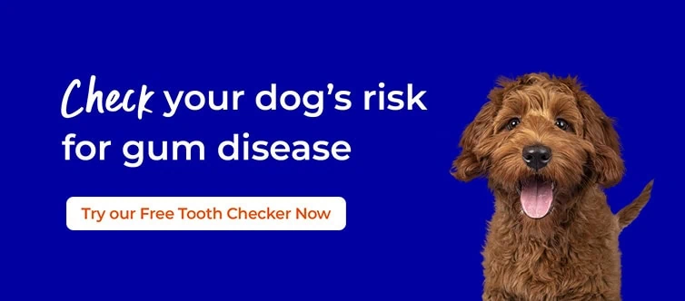 Dog dental treatment | Cat dental treatment | Rabbit dental treatment