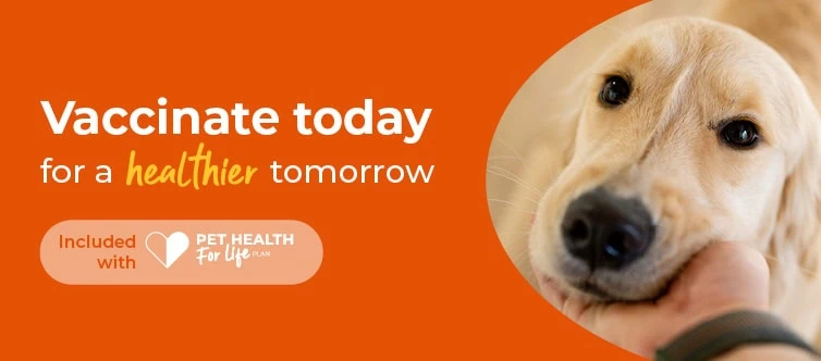 Dog vaccinations, cat vaccinations and rabbit vaccinations