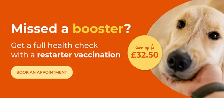 Pet Insurance
