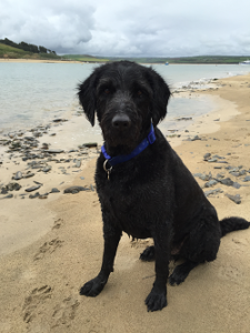 moor cottage patient dog henri