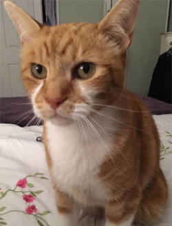 August Brave Heart Tommy