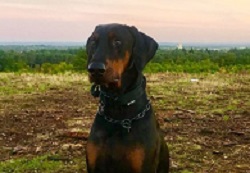 bracknell-vets-hugo-dog