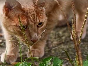 cat-warning-antifreeze