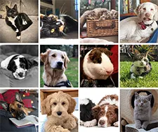 Moor Cottage photo finalists