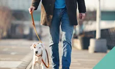 Road safety week walking dogs