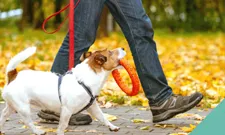 Walking your dog safely in autumn and winter