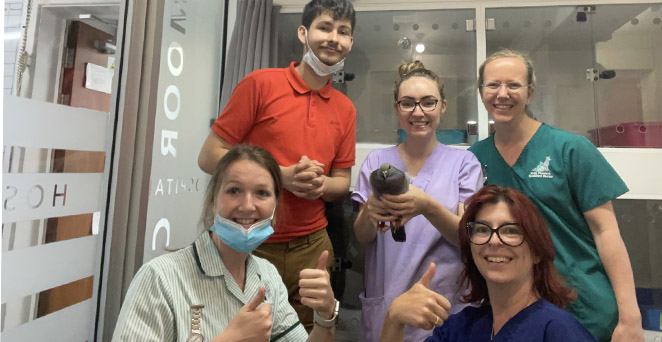 moor cottage in bracknell reunites pigeon with owner